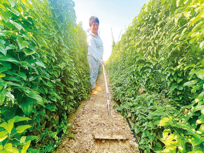 山藥種植成富民產業，國家濮陽經濟技術開發區技術開發獲媒體聚焦