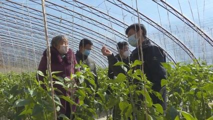 子長蔬菜開發中心 穩防控、強技術、保供應，全力守護“菜籃子”安全